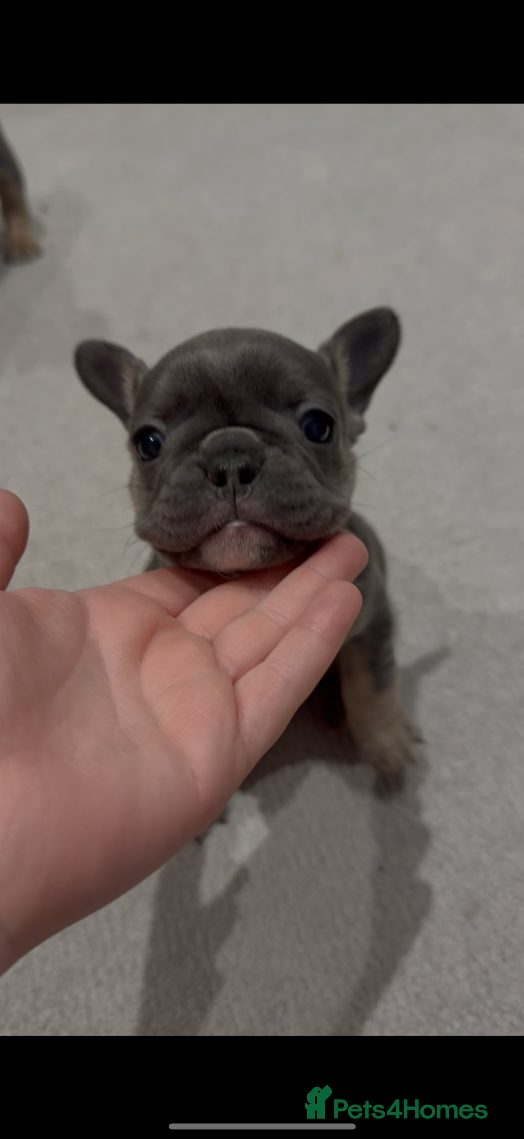 French Bulldog dogs for sale: Beautiful Boy Frenchie Puppy - Image 17