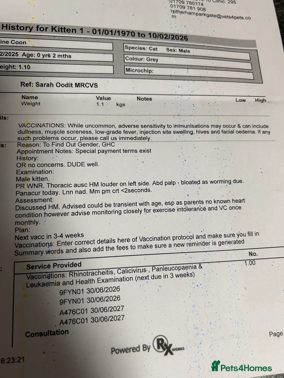 Maine Coon cats for sale: Maine coon boys - Advert 2