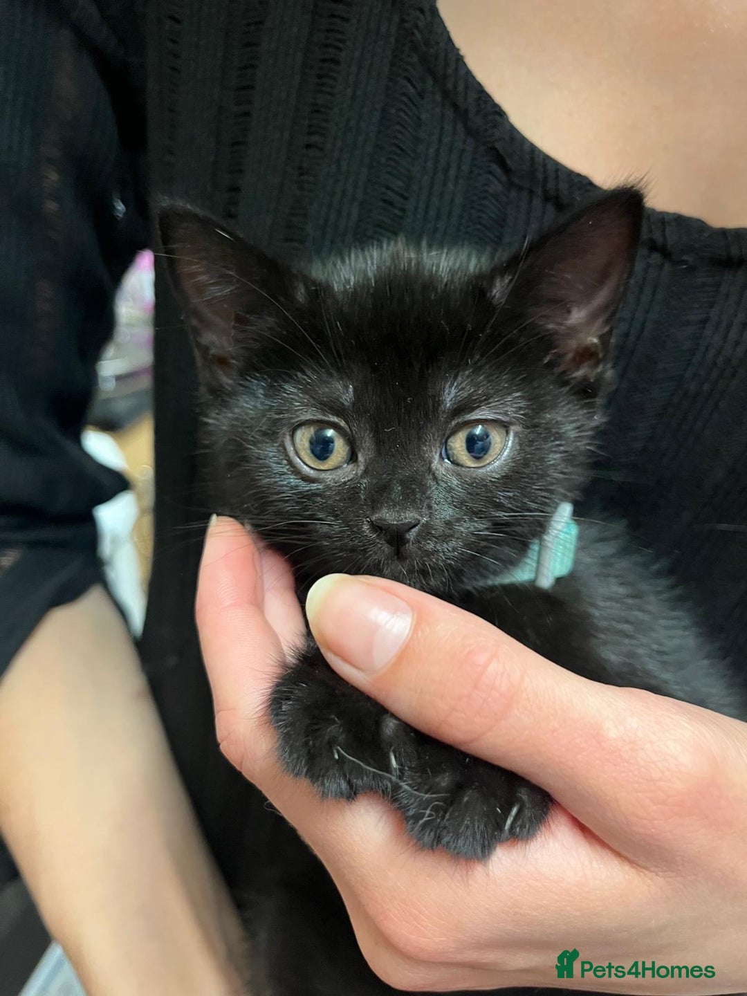 British Shorthair cats for sale: Male black kitten called snitch  - Image 3
