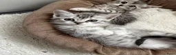British Shorthair cats for sale: 2 Kittens  - Advert 6
