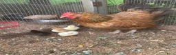 Chickens poultry for sale: Rainbow / Coloured Mixed Hatching Eggs in Melton Mowbray - Advert 2