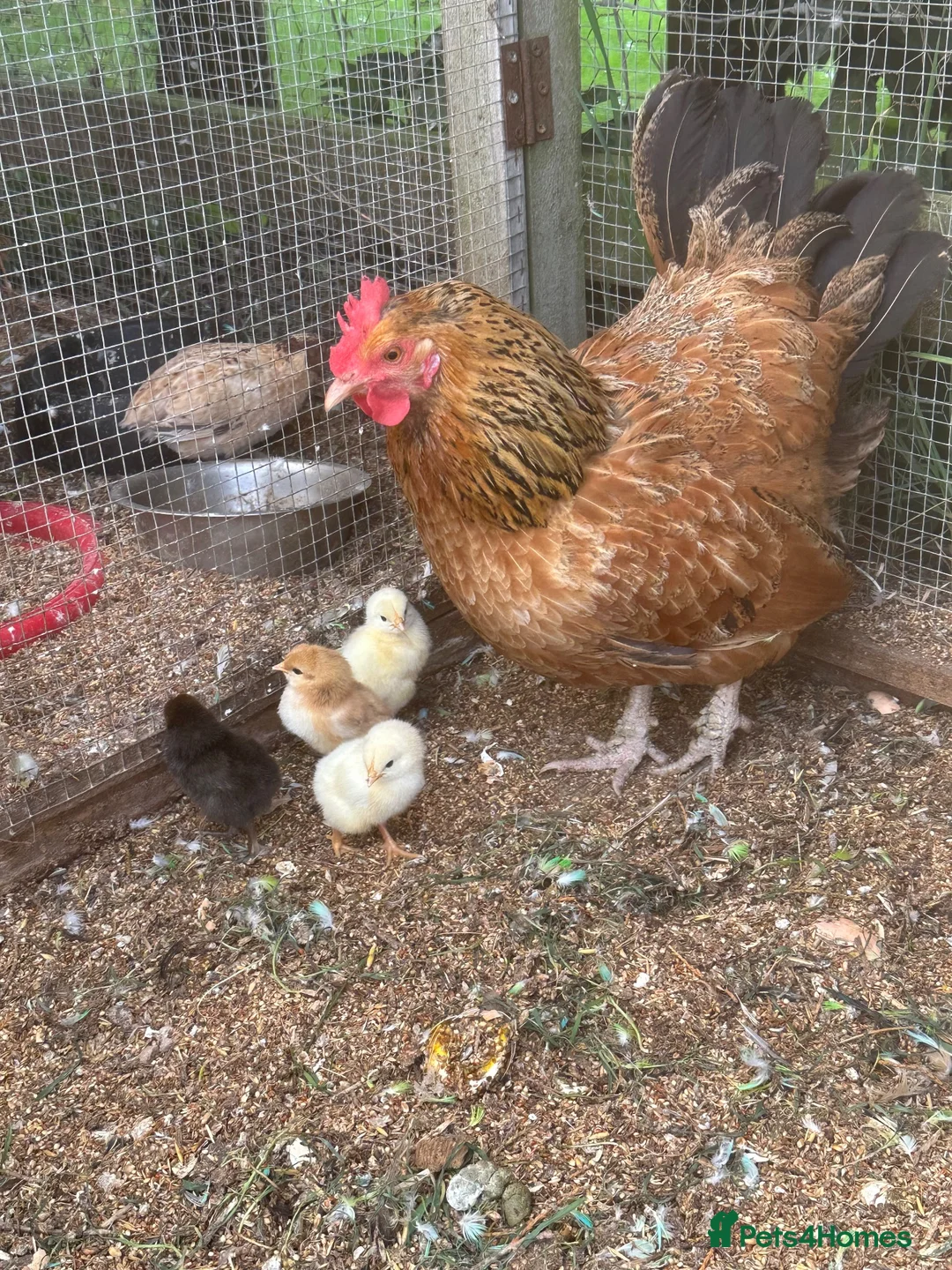 Chickens poultry for sale: Rainbow / Coloured Mixed Hatching Eggs in Melton Mowbray - Advert 2