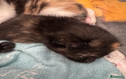 Domestic Shorthair cats for sale: Gorgeous baby kittens  - Image 5
