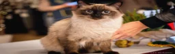 Ragdoll cats for sale: Luxury Blue Point Mitted Ragdoll Kittens - Advert 16