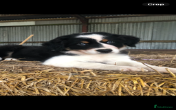 Border Collie dogs for sale: Border Collie Puppies - Image 2