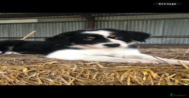 Border Collie dogs - Advert 4