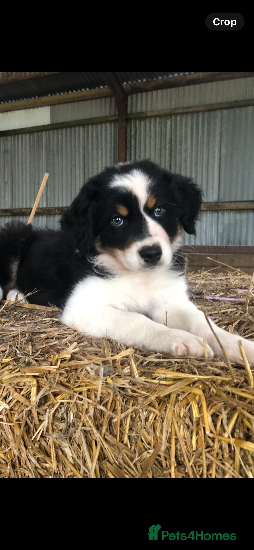 Border Collie dogs for sale: Border Collie Puppies - Image 2
