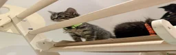 Domestic Shorthair cats for sale: Kittens - Advert 15