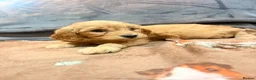 Mini Goldendoodle dogs for sale: Mini Goldendoodles from Therapy dog mom - Advert 7
