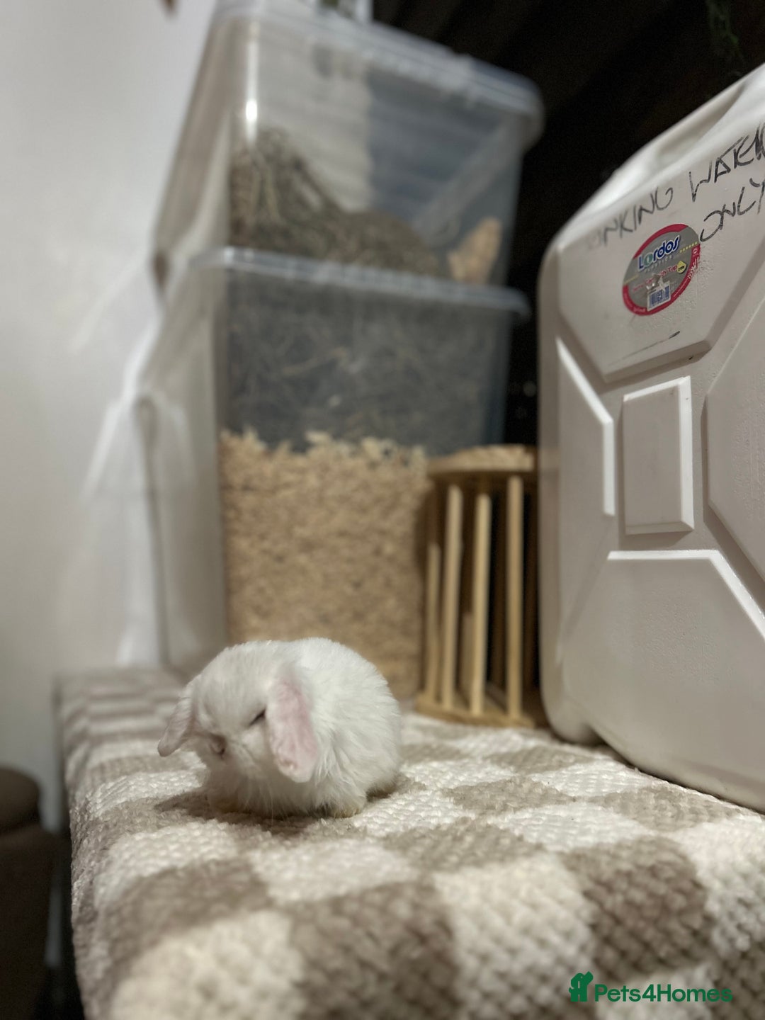 Mini Lop rabbits for sale: ⭐️MINIATURE LOPS AVAILABLE⭐️ - Image 4