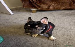 French Bulldog dogs for sale: Beautiful Health Checked French bulldog  - Image 4
