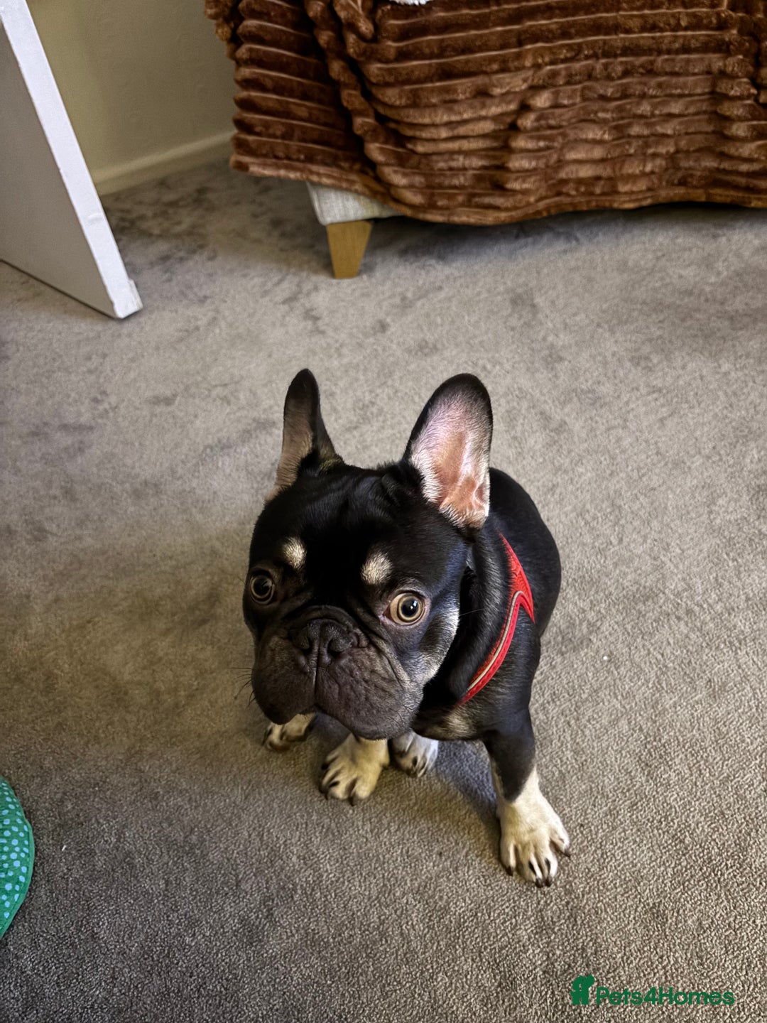 French Bulldog dogs for sale: Beautiful Health Checked French bulldog  - Image 4