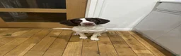 Mixed Breed dogs for sale: Springer Spaniel X Beagle Milo in Cardiff - Advert 7