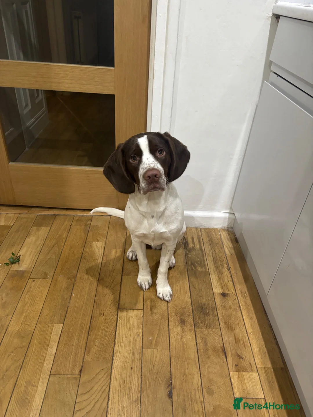 Mixed Breed dogs for sale: Springer Spaniel X Beagle Milo in Cardiff - Advert 7