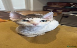 Devon Rex cats for sale: Fantastic quality GCCF boy  - Image 12