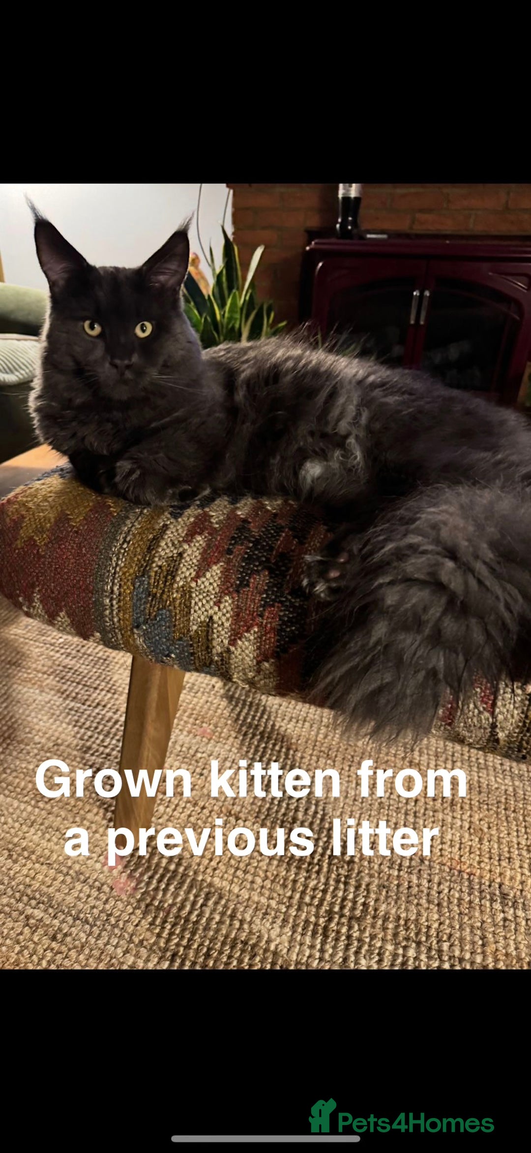 Maine Coon cats for sale: Stunning Maine Coon Kittens for sale - Advert 6