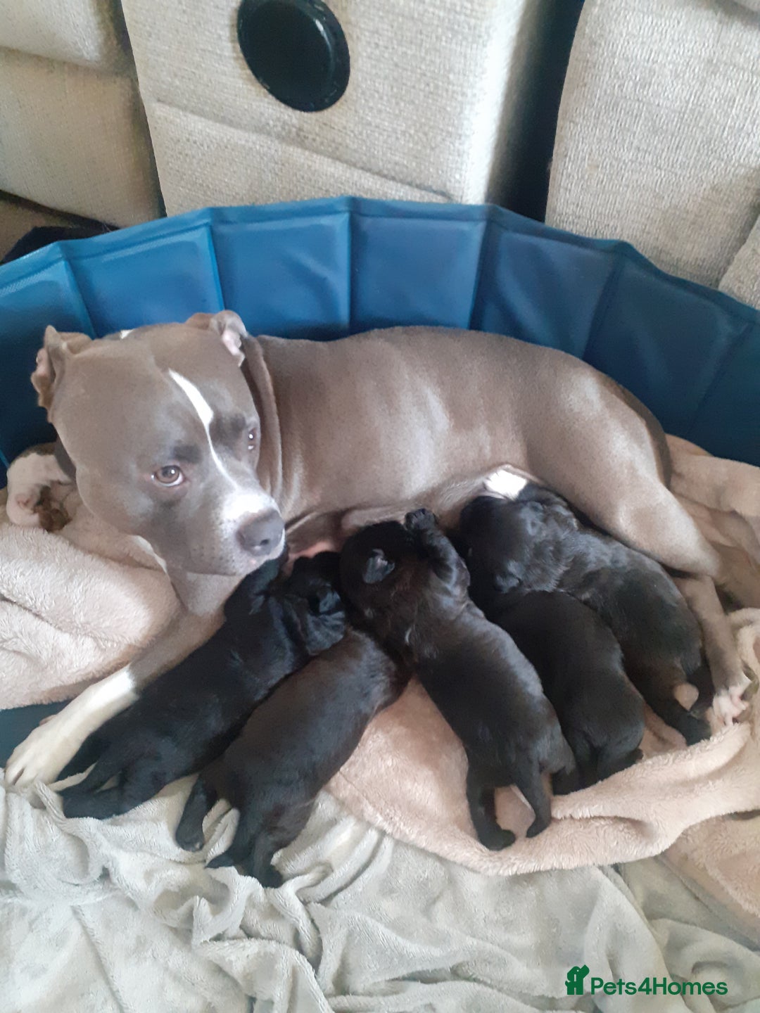 Mixed Breed dogs for sale: Staffypoo's - Advert 5