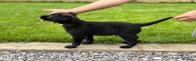 Dark Grey Puppy