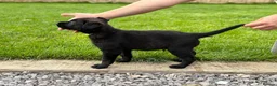 Belgian Shepherd Dog dogs for sale: EXCEPTIONAL WORKING LINE SHEPHERDS! - Advert 17