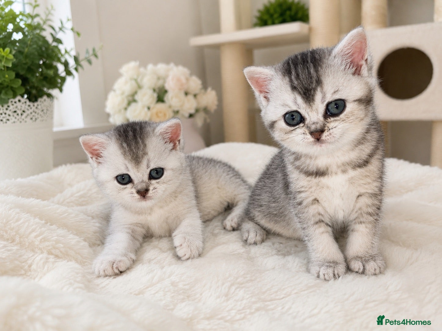 British Shorthair cats 🌟 Gorgeous GCCF  British Shorthair Kittens  - Advert 1