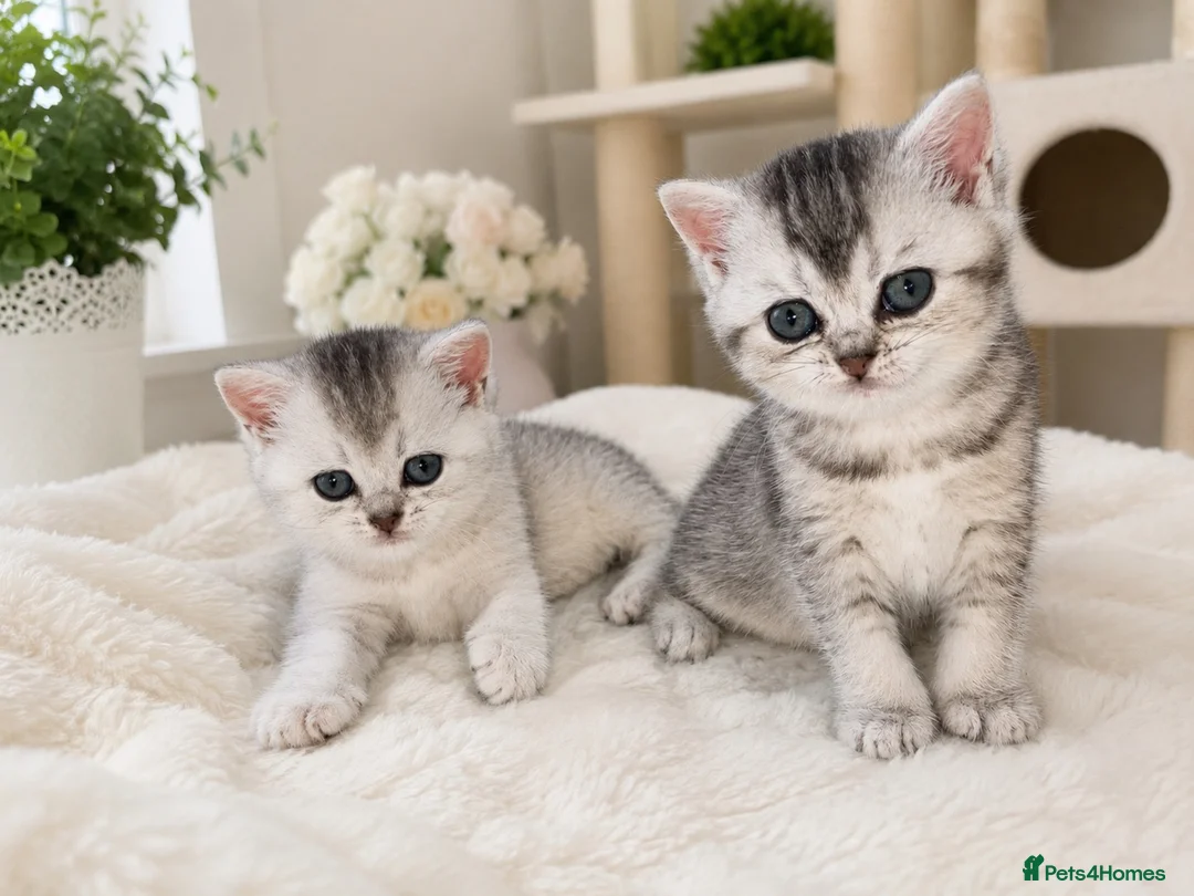 British Shorthair cats for sale: 🌟GCCF British short hair Silver chinchilla boys - Advert 2