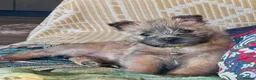 Cairn Terrier dogs for sale: Beautiful Pedigree Cairn Terrier pups - Advert 2