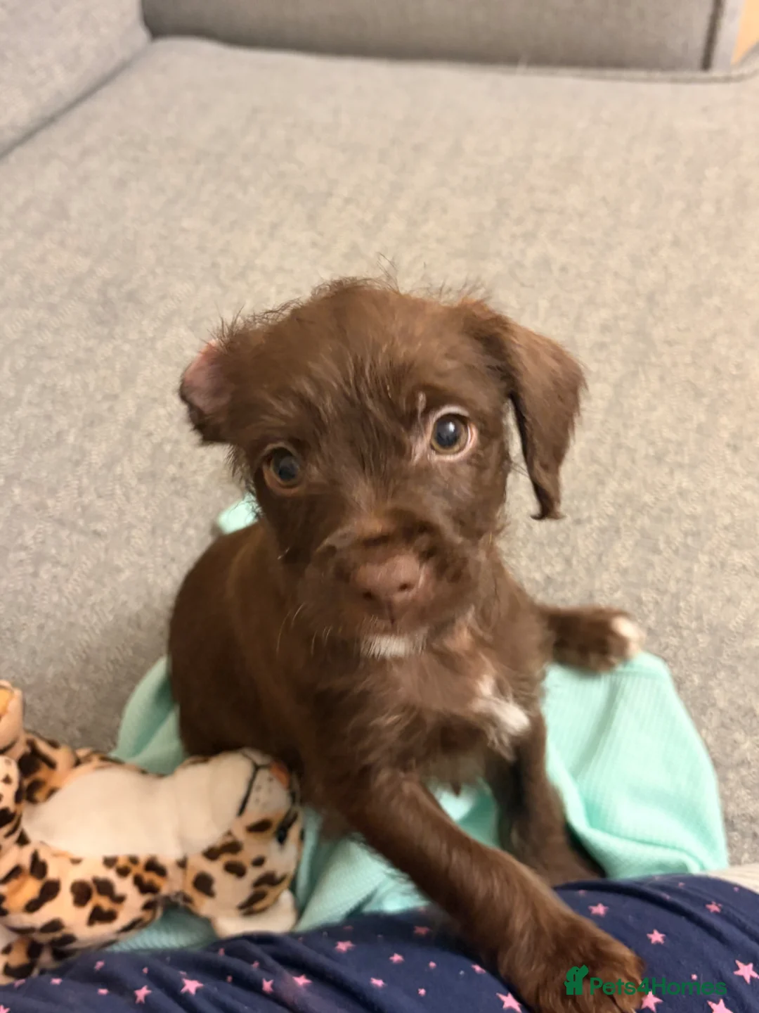 Mixed Breed dogs for sale: Adorable Chocolate Female Pup - Advert 1