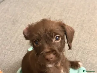 Mixed Breed dogs Adorable Chocolate Female Pup - Advert 1