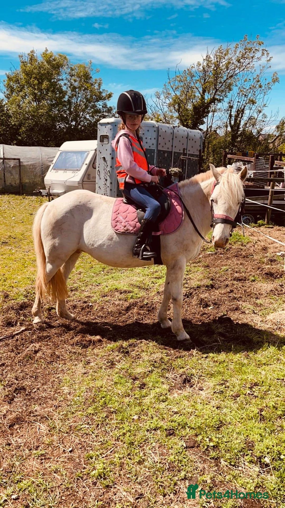 Riding pony horses for sale: For Sale Kids Lead Rein Pony! Safe and Bombproof - Advert 18