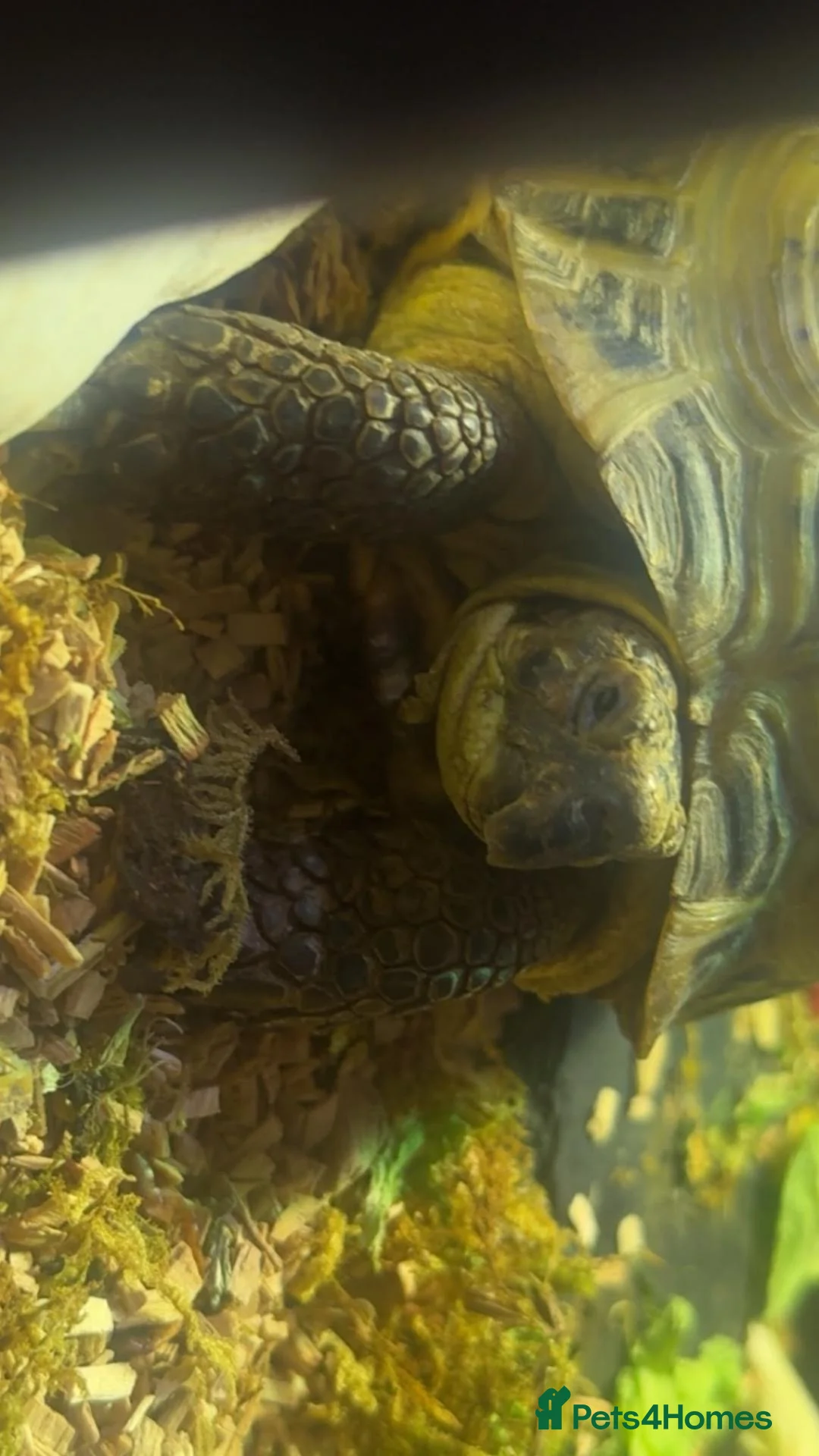 Tortoise reptiles for sale: Horsefeild tortoise  - Advert 3