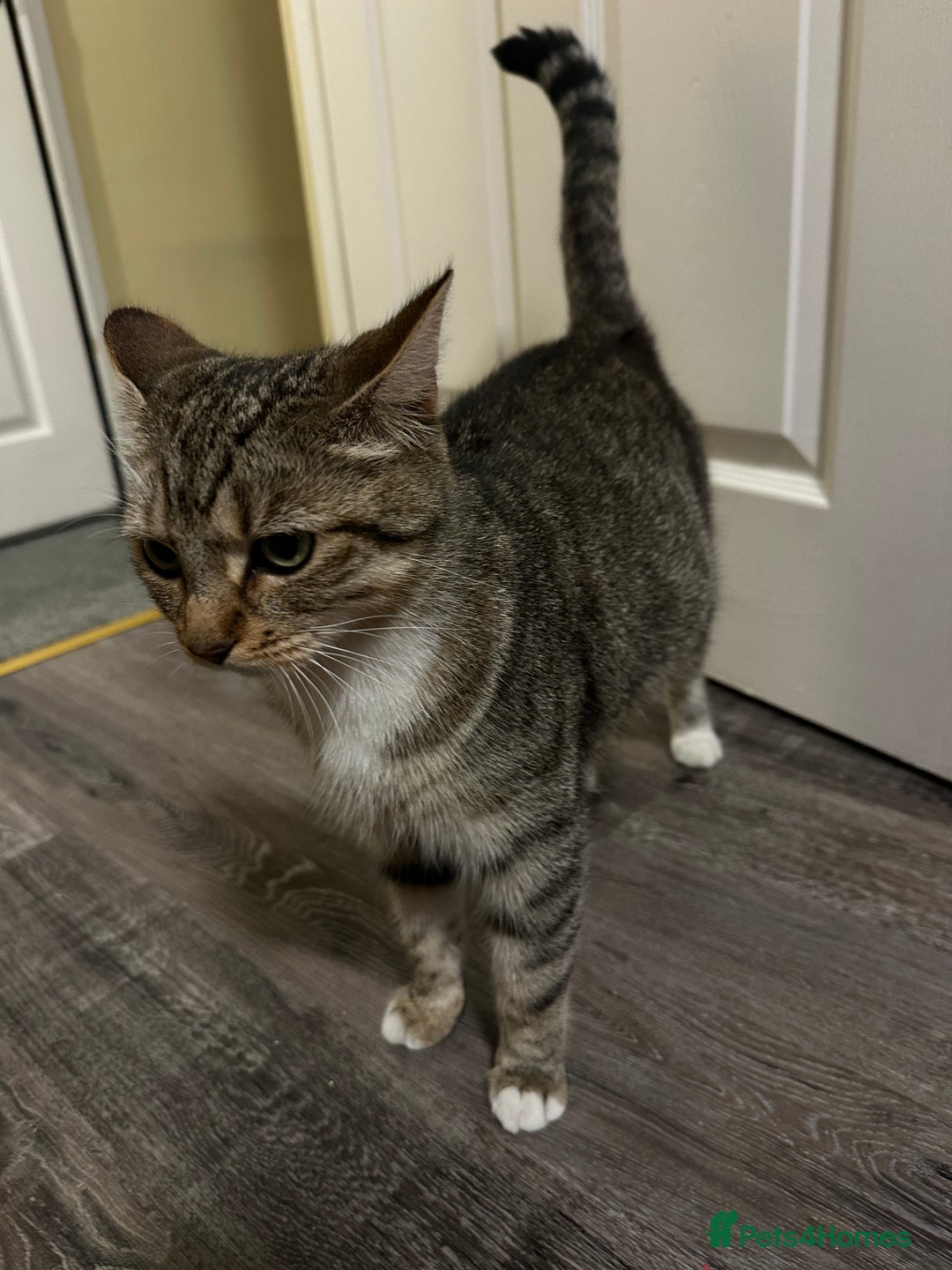 Domestic Shorthair cats for sale: Cat/ Donation - Image 2