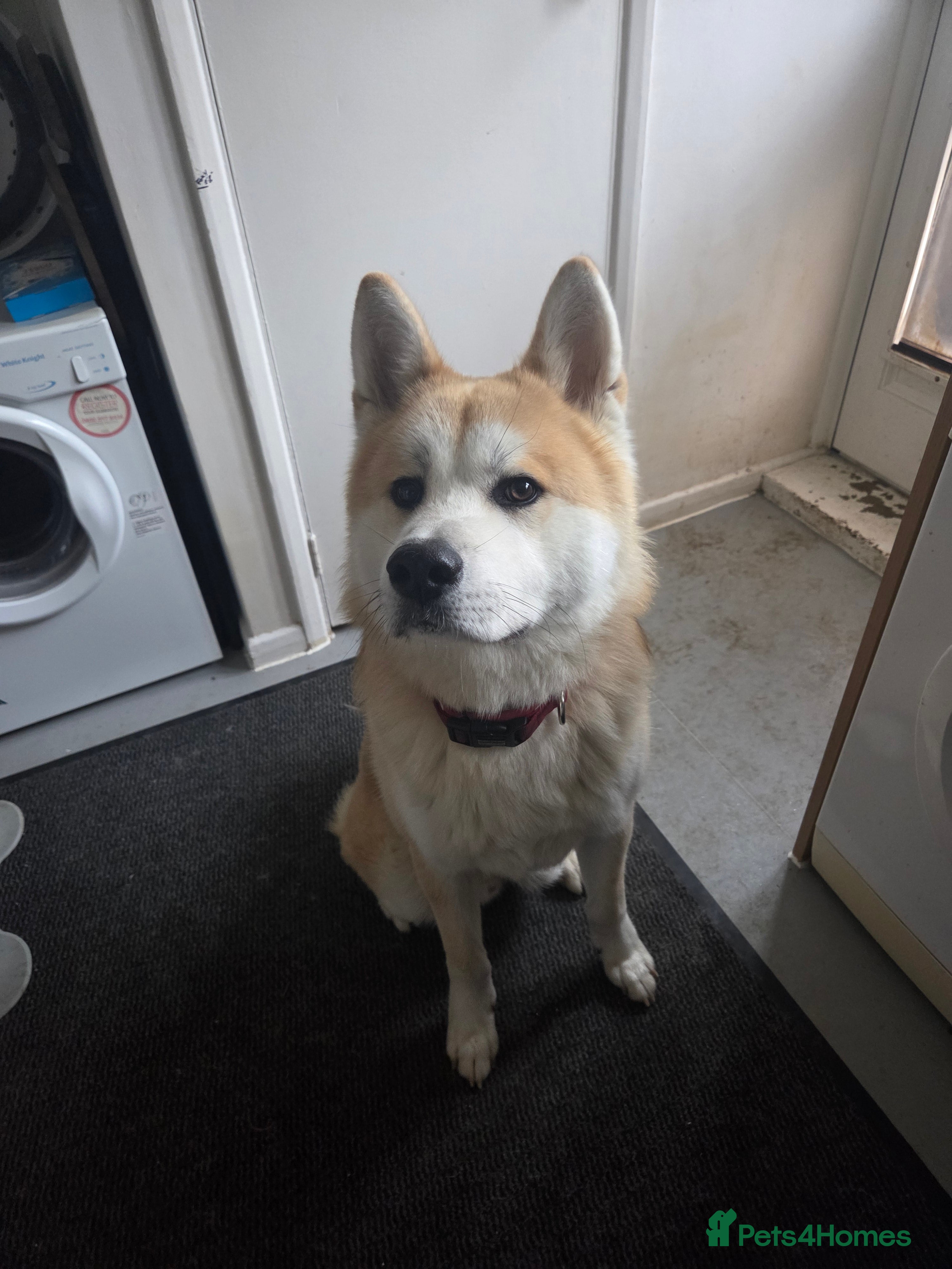Japanese Akita Inu dogs Foxy  in Luton - Advert 1