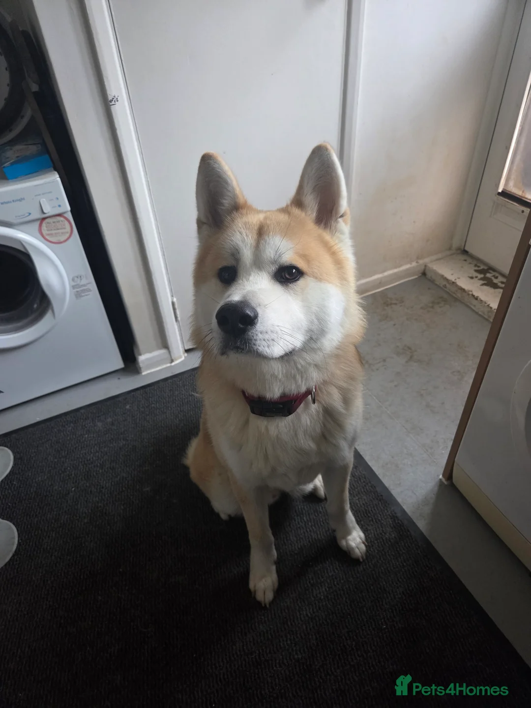 Japanese Akita Inu dogs for sale: Foxy  in Luton - Advert 1