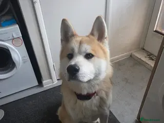 Japanese Akita Inu dogs Foxy in Luton - Advert 1