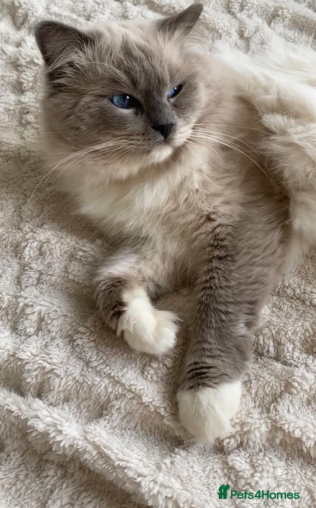 Ragdoll cats for stud: G.Champion✅GCCF/TICA Reg✅FIV/FELV/DNA✅Ragdoll stud in London - Advert 13