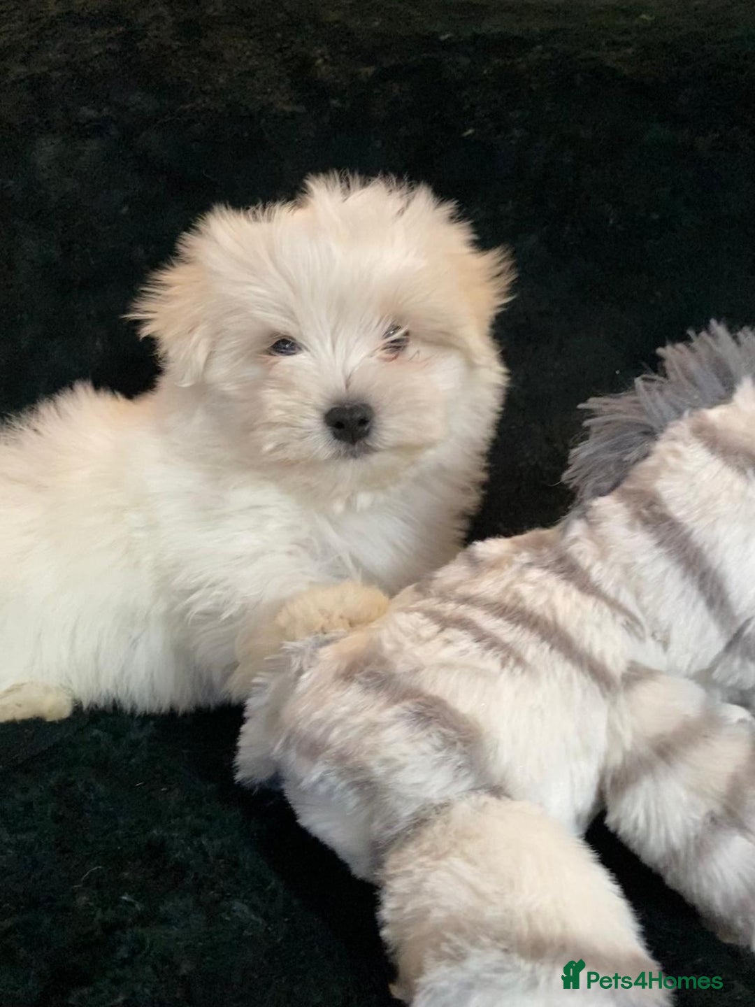 Maltese dogs for sale: Maltese puppies for sale  - Advert 27