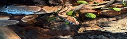 Python Snake reptiles for sale: Female ball python with everything included  - Advert 4