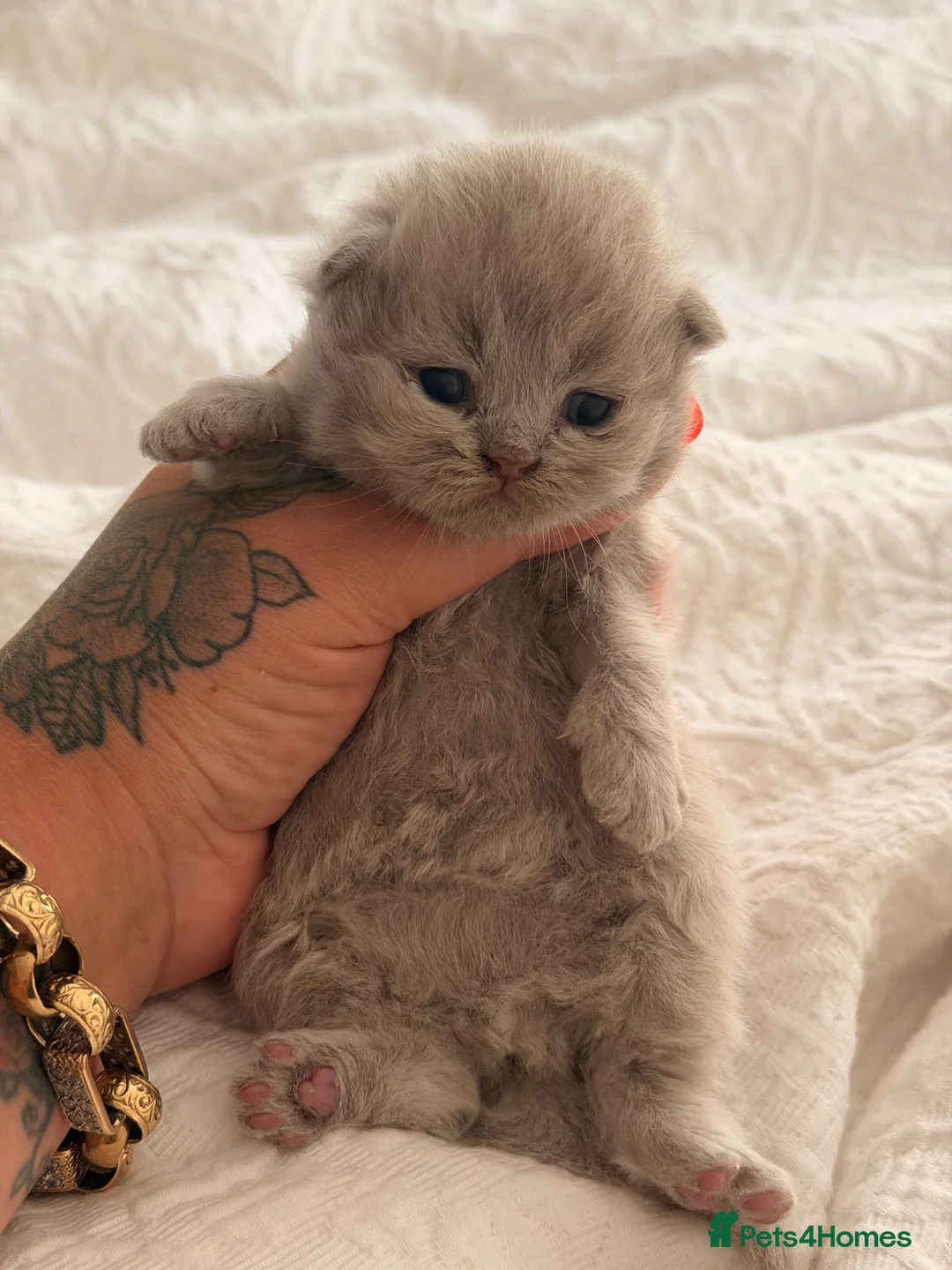 British Longhair cats for sale: Beautiful grey and lilac kittens - Advert 20