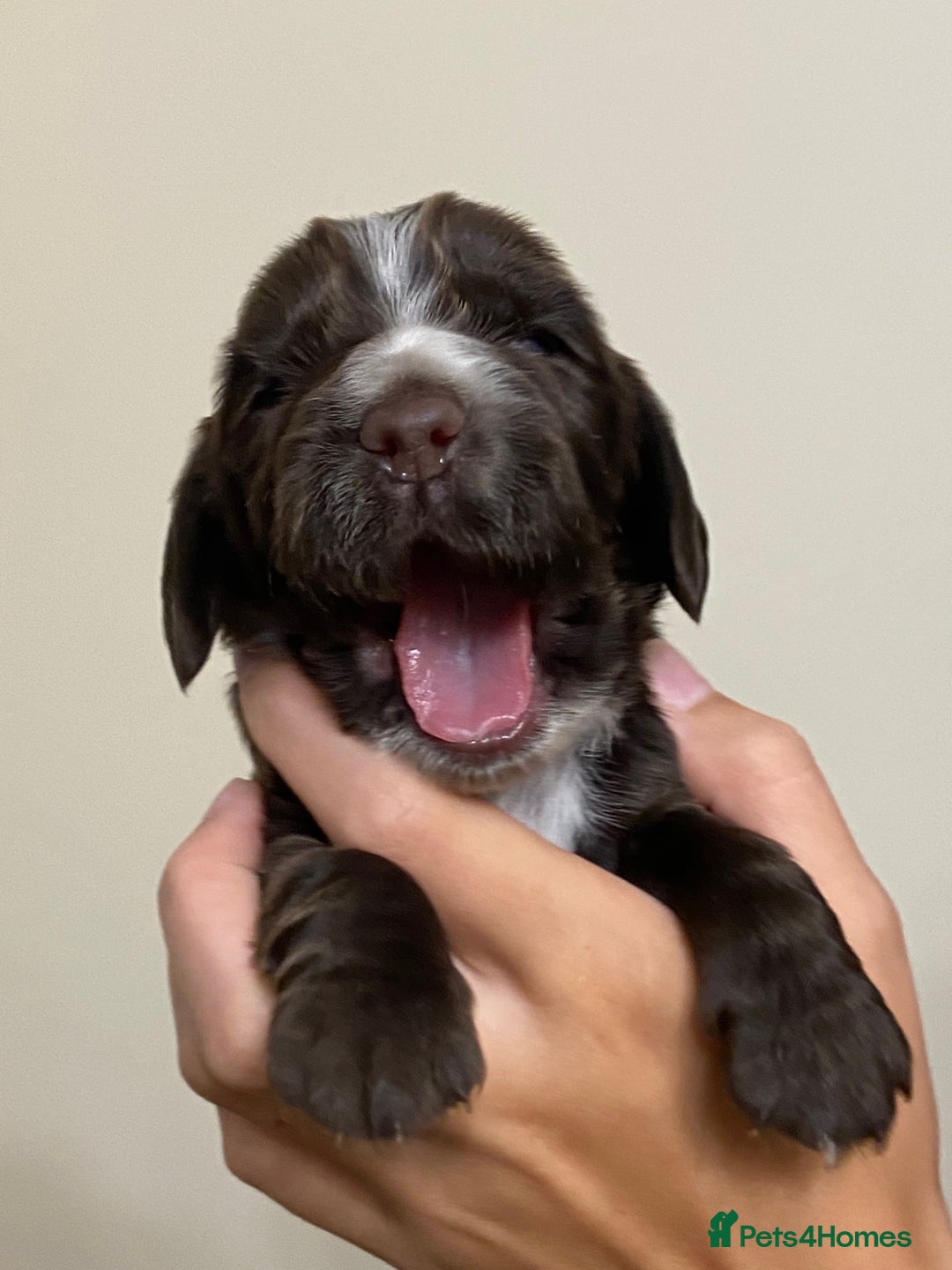 Cocker Spaniel dogs for sale: Stunning KC Reg Cocker Spaniel Pups Choco/Black - Image 5