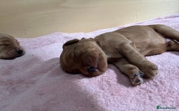 Mixed Breed dogs for sale: Beautiful Goldendoodle cross - Image 10