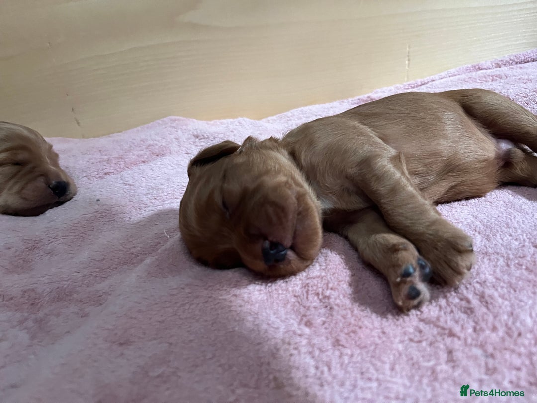 Mixed Breed dogs for sale: Beautiful Goldendoodle cross - Image 10