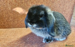 Mini Lop rabbits for sale: Pure mini lop Kits show lines . Vaccinated  - Image 4