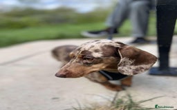 Miniature Dachshund dogs for sale: Dapple Miniature Dachshund 4years - Image 6