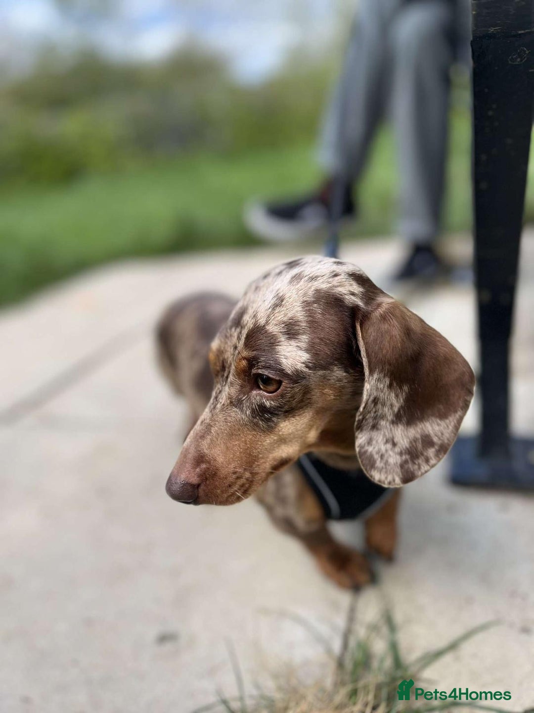 Miniature Dachshund dogs for sale: Dapple Miniature Dachshund 4years - Image 6