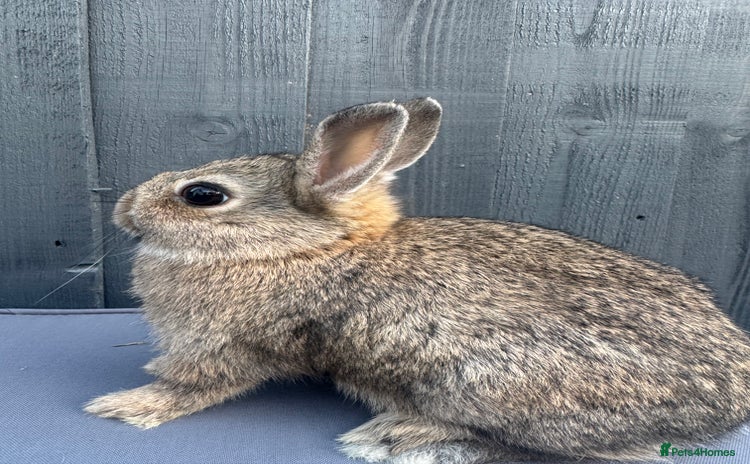 Netherland Dwarf rabbits - Advert 14