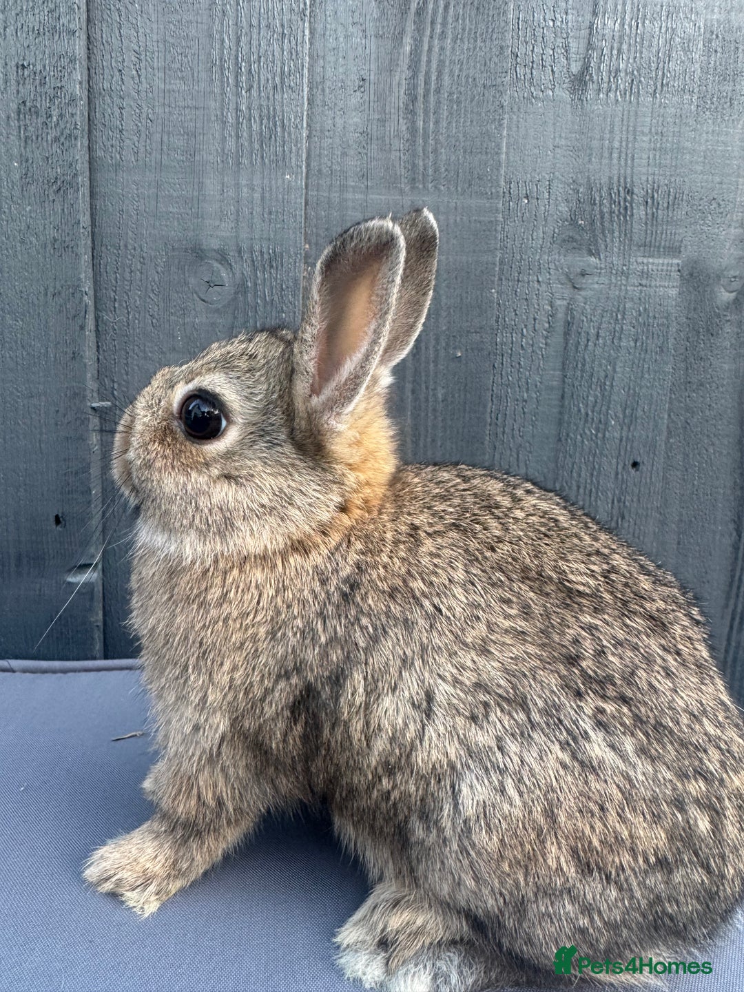 Netherland Dwarf rabbits for sale: Pure bred Netherland Dwarf Bunnies - Image 6