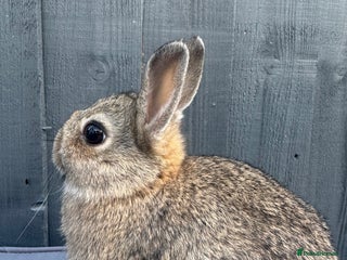 Netherland Dwarf rabbits - Advert 15