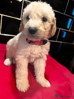 Labradoodle dogs Standard labradoodles multigenerational - Advert 1