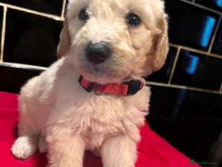 Labradoodle dogs F2b Standard labradoodles multigenerational - Advert 4