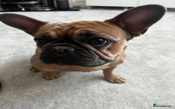 French Bulldog dogs for sale: Beautiful adult female Frenchie - Image 2